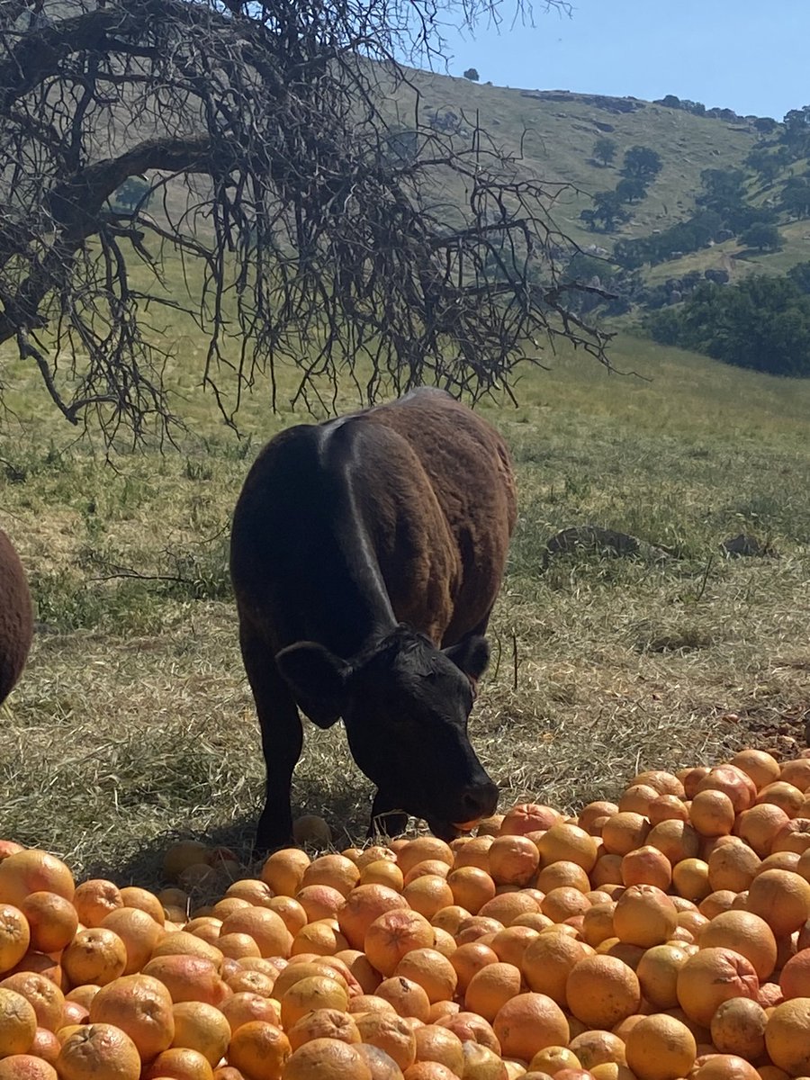 Citrus Cattle Co. 🍊🥩 tweet media