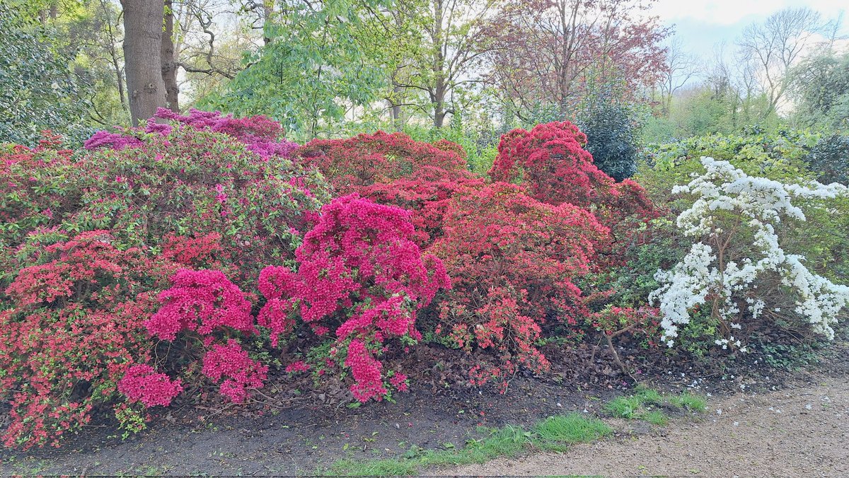 Our beautiful Woodland Gardens #BushyPark #Azaleas #Teddington <a href="/theroyalparks/">The Royal Parks</a>