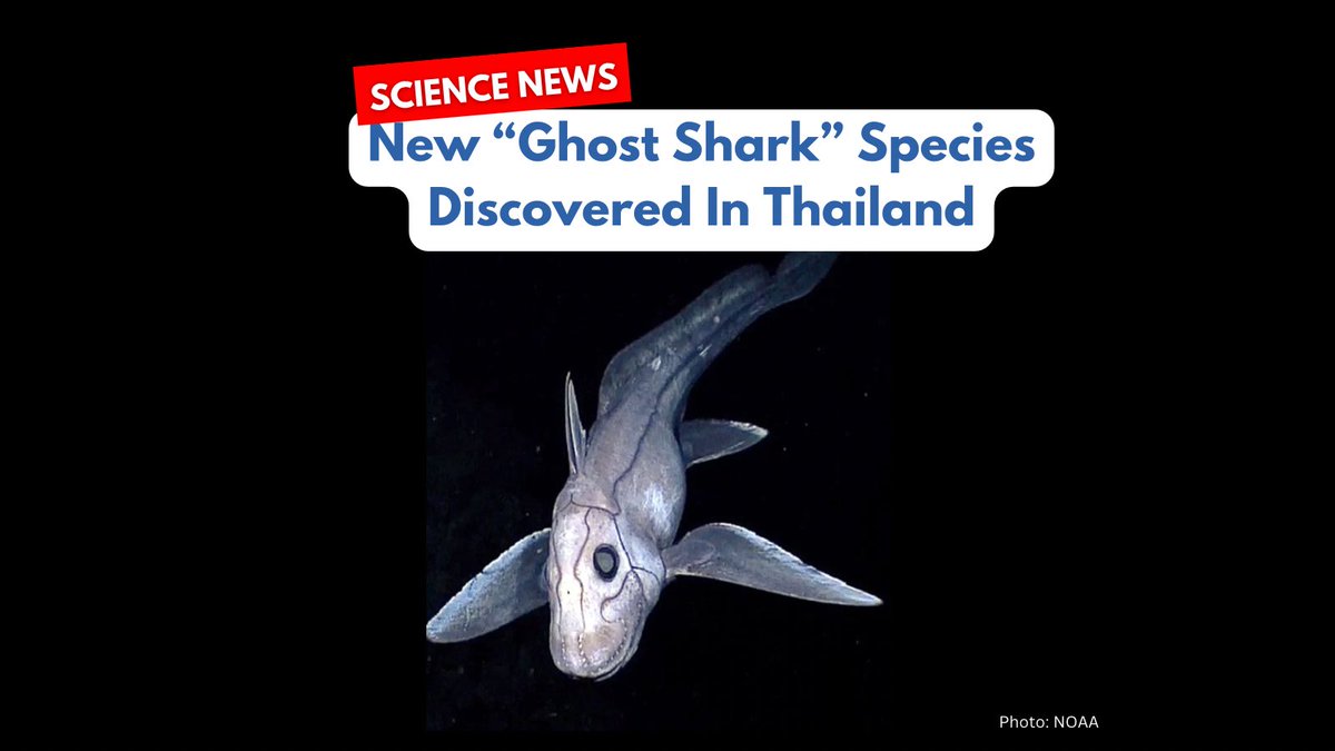 🌊New 'Ghost Shark' Species Found! Meet Chimaera supapae discovered in the Andaman Sea. Named after Thai scientist Supap Monkolprasit. Chimaeras, tracing back 400 million years, are among the oldest fish lineages. #RareSharkDiscovery #ChimaeraSupapae #OceanMarvels