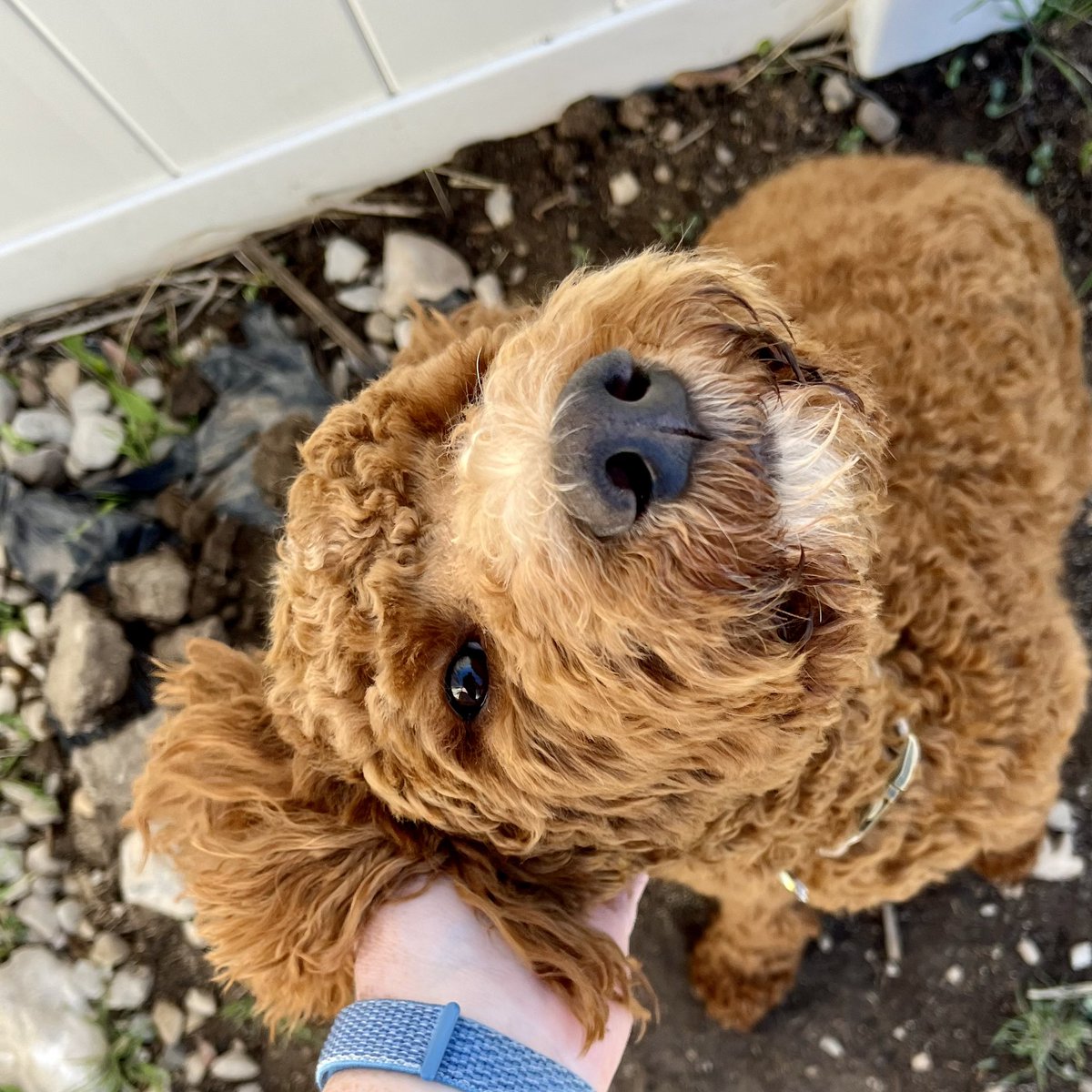 Clover wants you to know that after lunch ear scritches in the garden are the best ear scritches.
