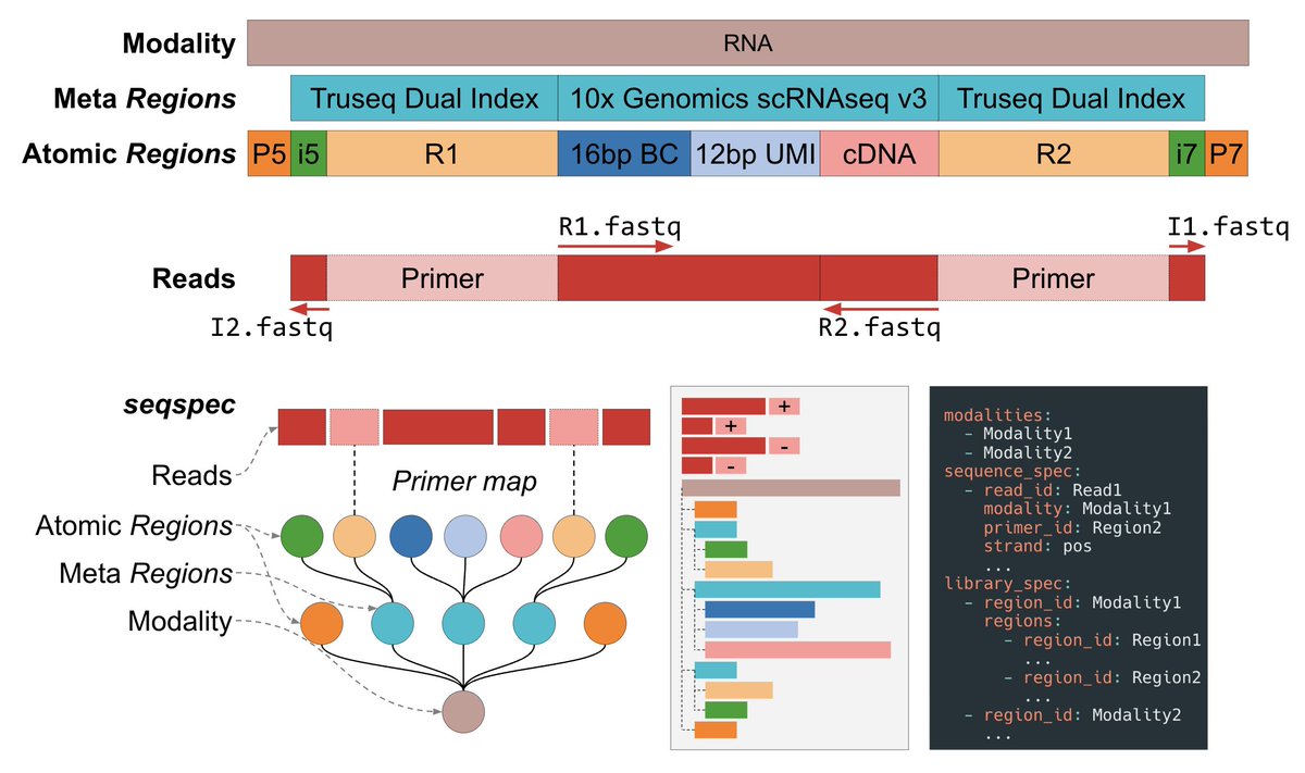 Our paper 'A machine readable specification for genomics assays' is now published in Bioinformatics, @OUPBioinfo. In short, we present a lightweight file format and command-line tool to document the structure of sequencing reads. Coauthored with @XiChenUoM and @lpachter. Paper: