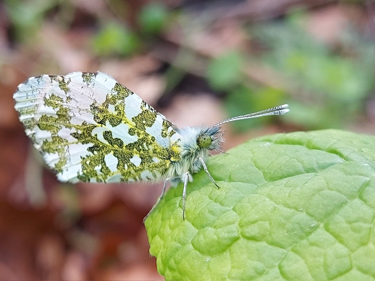 Orange tip butterflies have to be my favourite spring species. Their wings are just beautiful. Seen in Earlham #cemetery the other day. @godsacre @BC_Norfolk