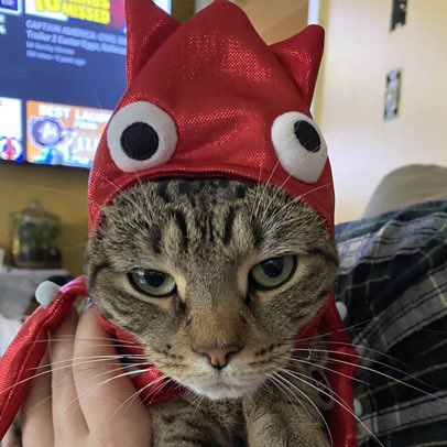 dream as cats tweet media