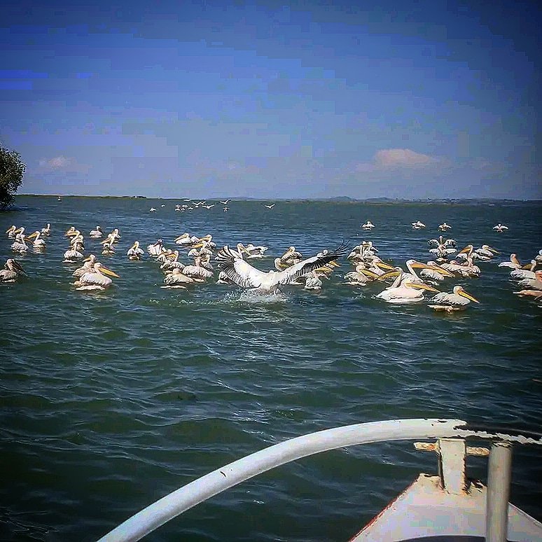 GreatWhitePelicans LakeTana Bahirdar #Ethiopia #SustainableJourneys #EthioGuzo #sustainabletourism #sustainabletours #adventuretours #ecotourism #AfricaTours #CulturalTour #africanculture #communitytourism #communitybasedtourism #ethiopianculture
photocredit: StevenOlson