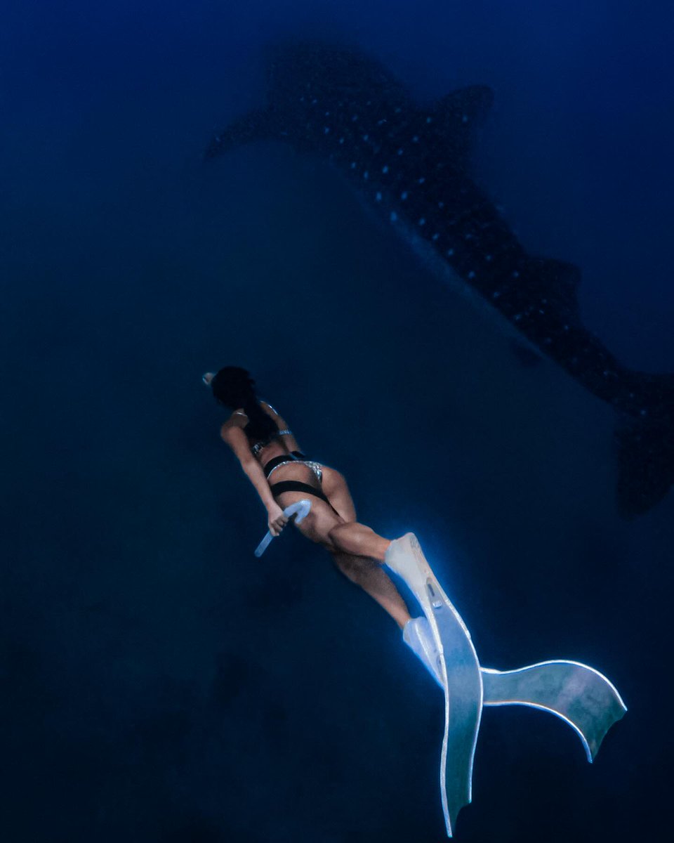 gentle giant 🐋 . . #freediving #freedive #freediver #freedivephotography #freedivetothefuture #freedivegirls #freedivelife #freedivers