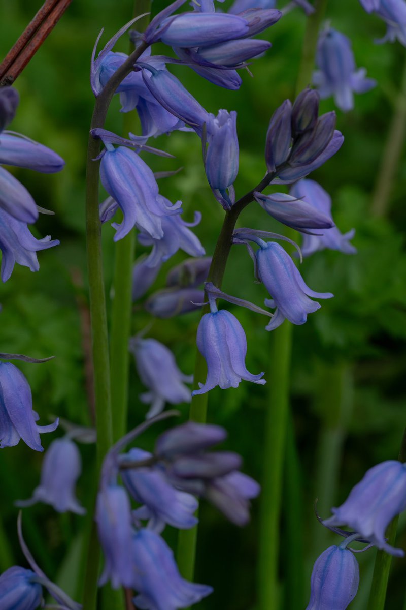 A little blue… #photography #Sony #ThePhotoHour #nature #NaturePhotography #naturelovers #wildflowers #wildflowerhour #flowerphotography #Blue #Bluebells #April2024