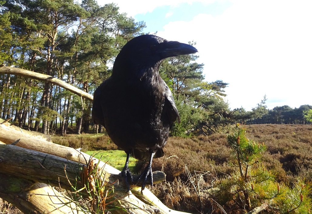 Let me think if I want to get closer. 😉🐦‍⬛🖤