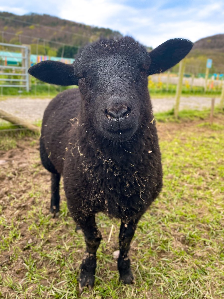 We need YOUR HELP! 😀 🐑 These two gorgeous black lambs need naming... do you have any good ideas?! ❤️ Mum just really wanted to be the centre of attention in the photo 😂

#lambs #jacobsheep