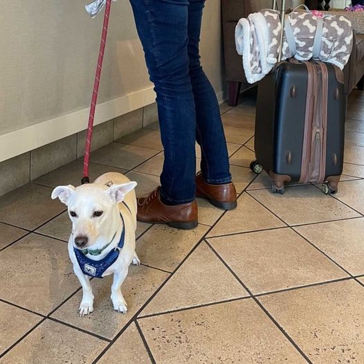 Don't feel the need to 'ruff' it. De Anza Inn is a dog friendly hotel! 🐶 😍
.
.
.
#montereydog #montereydogs #dogfriendlyhotel #dogfriendly #bringfido