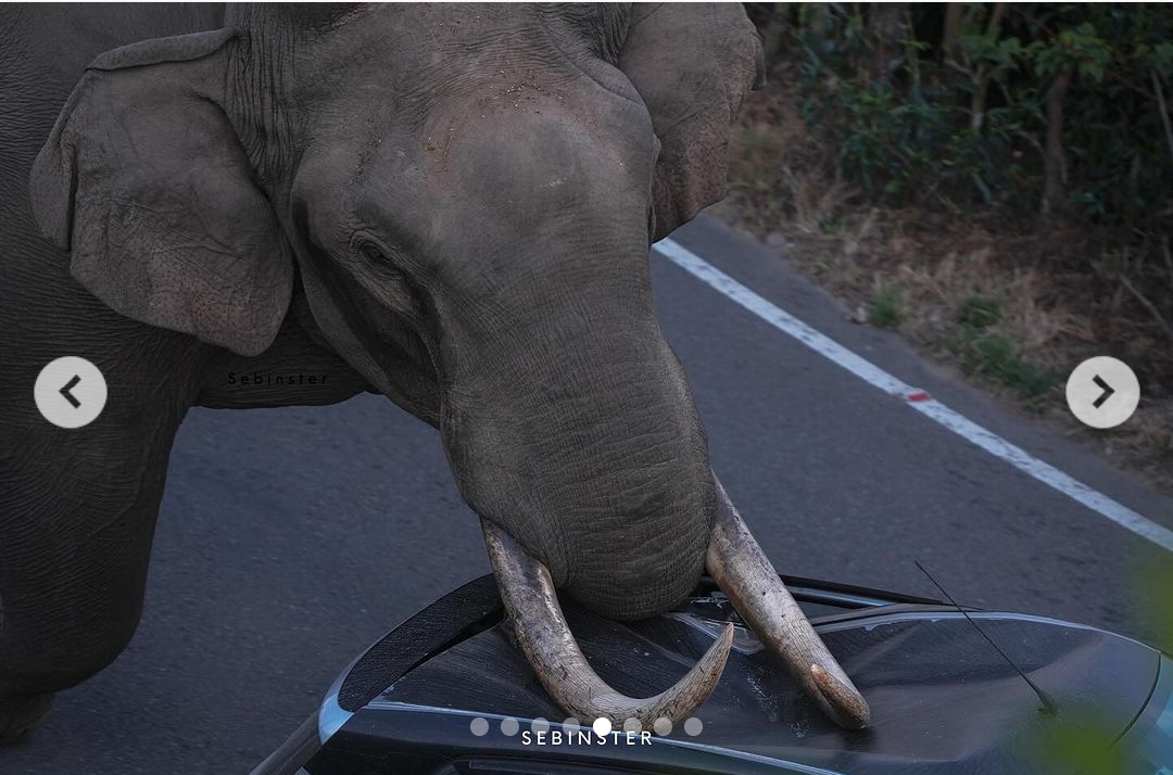 0xmindfulliving's tweet photo. Driving home alone past 9 PM, just another usual night. Suddenly, an elephant appeared on the road. As always, I stopped, giving the majestic creature space to pass. But this time, it was 'Padayappa,' a local favorite. Unexpectedly, he turned and attacked my car, crushing the roof and windshield with his trunk! 🐘🫨

I had to make a quick escape—no time for talks with a musth elephant!

This 'Padayappa' spree continued for several weeks, lives lost and many vehicles damaged.

What could prevent/manage such encounters?

1. Early Warning Systems: Alert drivers in real-time when elephants are nearby, allowing them to avoid the area or proceed with caution.

2. Tracker Installation on Regular Visitors: Attach GPS trackers to elephants that frequently enter human-populated areas. This can help wildlife officials monitor their movements and send out alerts to local communities and drivers when these elephants are close to roads or residential areas. 

3. Animal Corridors: Support and implement the creation of dedicated wildlife corridors that allow elephants and other animals to move between forest areas without needing to cross roads.

4. Community Education Programs: Educate on recognizing elephant behavior that may indicate stress or aggression and on safe practices to follow if an encounter occurs.

Would love to know your suggestions. 

Photo#1 is my car after the incident
Photo#2 and #3 - courtesy Sebinster