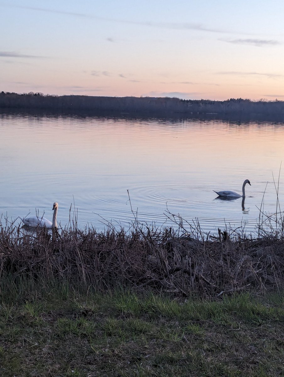 #onondagalakeparkway #BirdsOfTwitter #Syracuse #swans