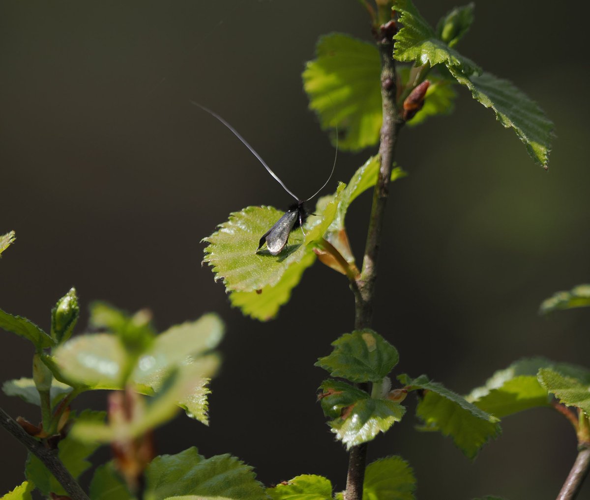 Adela reaumurella (green long-horn) on heathland on the Quantock Hills, Somerset this afternoon. Common Heath moth also seen. @quantockhills @BCSomerset @MothsSomerset