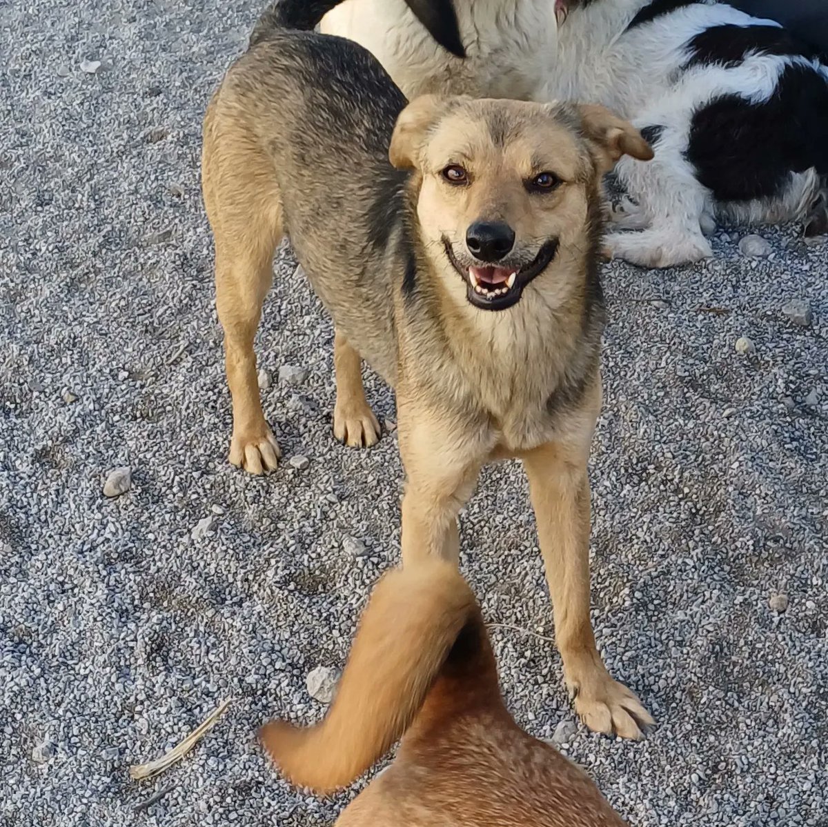 Looking to adopt a lovely medium size dog? Considered one from our shelter! We have several puppies waiting for a loving home.. Name: Finn Sex: Male Size as adult: Medium Character: Insecure of new places, calm, gentle, may need a home with patience.