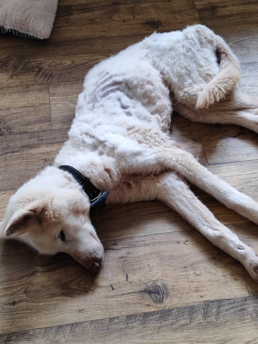 AdoptionsUk's tweet photo. Please retweet, does anyone recognise this poor lad, abandoned #HEREFORDSHIRE  England /Wales Border UK 
Does anyone recognise this poor senior citizen?
This husky was found yesterday (14/04/24) near #'Walterstone in Herefordshire.
Sadly, incredibly underweight weighing under 10kg.
Microchip not up to date, registered keeper not contactable.
Known as ‘Arctic’ at some point in his life according to his microchip.
If anyone has any information please contact us on 07751549770 or private message us.
Proof of ownership will be required.
In the best possible way, we are hoping that perhaps this lovely boy has been fending for himself for a while, rather than purposely neglected. 
UPDATE....
'Archie’ is improving every single day. 
We have laughed with him and cried with him, a poor soul who did not deserve what has happened to him. 
Found collapsed in a hedge on the Hereford/ Welsh border last weekend, his weak cries were miraculously heard by two wonderful ladies who were out walking, they pulled him out of the hedgerow, carried him back to their car and drove him to the vets for help. 
There is no doubt that these ladies saved his life that day, this poor 10 year old husky weighed under 10kg and would have never have been able to walk to find himself help. 
Archie was skin and bones covered in matted, greasy fur, a very sorry state that no animal should ever have to be in. 
On arrival to HWAR earlier this week we were horrified to see and feel how badly emaciated he was, absolutely no muscle and as light as a feather. (Photos really don’t show just how bad his body condition was/is). 
The journey to recovery began immediately, we started him off with very small meals every two hours to help Archie’s tummy adapt to receiving food once again, his weak legs could barely hold him at times but he hadn’t quite given in! With every meal he’s growing in strength and stability. 
We gave Archie a few days to decompress and settle before we tackled his thick, stained & matted coat, unfortunately on welfare grounds it was kinder to shave mainly the trunk of his body (yes, we know you aren’t supposed to shave a husky!) leaving him with a questionable, daft hairstyle, he now resembles a baby alpaca! 😍
Followed by a soapy bath, Archie instantly seemed relieved and his cheeky little character started to appear. 
Obviously, he will do ANYTHING for food but for now his small regular meals remain but it’s incredible to see his determination and sheer fight to survive this far. 
Archie has also had a thorough check up at our vets, the great news is he has a good heart, he’s anaemic which isn’t surprising considering his condition but we will take each day as it comes and see how he progresses with regular check ups and weigh ins to monitor his weight gain. 
Within 48 hours of arriving Archie had gained over 1/2 a kg so we’re hopeful that there’s no underlying condition at the root of his horrendous weight loss. 
Now, the fantastic news is he has settled into his wonderful foster home with his foster dog siblings…💙🎉
We know he’s got a long way to go and he may not be out of the woods but this gorgeous boy is not ready for the scrap heap just yet…. he’s a fighter and we couldn’t be more proud of him! 
Thank you to all who have been asking after him. 💙' - Hereford and Worcester Animal Rescue.

Original post on facebook...
https://t.co/q6MH0STJmh

#Husky #Huskies #Monmoutshire #Worcester #Abergavenny #Pontrilas  #HayOnWye @MissingPetsGB @DogLostUK