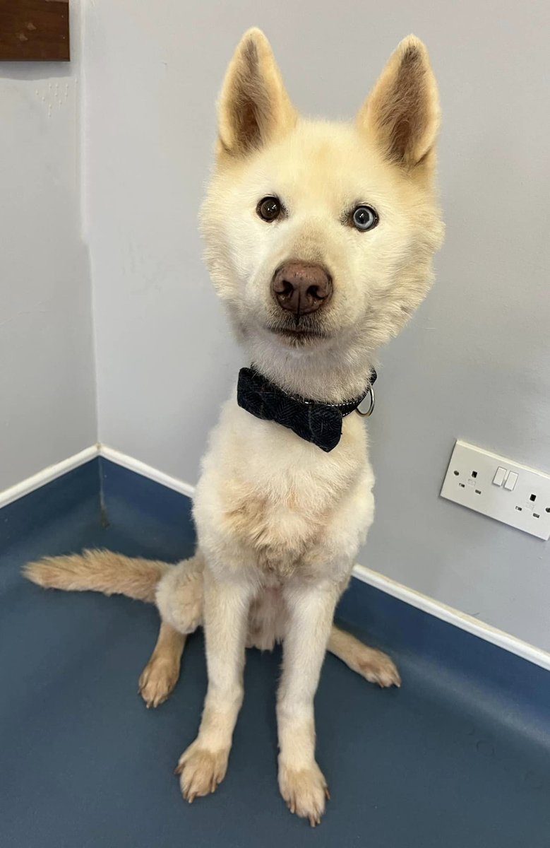 AdoptionsUk's tweet photo. Please retweet, does anyone recognise this poor lad, abandoned #HEREFORDSHIRE  England /Wales Border UK 
Does anyone recognise this poor senior citizen?
This husky was found yesterday (14/04/24) near #'Walterstone in Herefordshire.
Sadly, incredibly underweight weighing under 10kg.
Microchip not up to date, registered keeper not contactable.
Known as ‘Arctic’ at some point in his life according to his microchip.
If anyone has any information please contact us on 07751549770 or private message us.
Proof of ownership will be required.
In the best possible way, we are hoping that perhaps this lovely boy has been fending for himself for a while, rather than purposely neglected. 
UPDATE....
'Archie’ is improving every single day. 
We have laughed with him and cried with him, a poor soul who did not deserve what has happened to him. 
Found collapsed in a hedge on the Hereford/ Welsh border last weekend, his weak cries were miraculously heard by two wonderful ladies who were out walking, they pulled him out of the hedgerow, carried him back to their car and drove him to the vets for help. 
There is no doubt that these ladies saved his life that day, this poor 10 year old husky weighed under 10kg and would have never have been able to walk to find himself help. 
Archie was skin and bones covered in matted, greasy fur, a very sorry state that no animal should ever have to be in. 
On arrival to HWAR earlier this week we were horrified to see and feel how badly emaciated he was, absolutely no muscle and as light as a feather. (Photos really don’t show just how bad his body condition was/is). 
The journey to recovery began immediately, we started him off with very small meals every two hours to help Archie’s tummy adapt to receiving food once again, his weak legs could barely hold him at times but he hadn’t quite given in! With every meal he’s growing in strength and stability. 
We gave Archie a few days to decompress and settle before we tackled his thick, stained & matted coat, unfortunately on welfare grounds it was kinder to shave mainly the trunk of his body (yes, we know you aren’t supposed to shave a husky!) leaving him with a questionable, daft hairstyle, he now resembles a baby alpaca! 😍
Followed by a soapy bath, Archie instantly seemed relieved and his cheeky little character started to appear. 
Obviously, he will do ANYTHING for food but for now his small regular meals remain but it’s incredible to see his determination and sheer fight to survive this far. 
Archie has also had a thorough check up at our vets, the great news is he has a good heart, he’s anaemic which isn’t surprising considering his condition but we will take each day as it comes and see how he progresses with regular check ups and weigh ins to monitor his weight gain. 
Within 48 hours of arriving Archie had gained over 1/2 a kg so we’re hopeful that there’s no underlying condition at the root of his horrendous weight loss. 
Now, the fantastic news is he has settled into his wonderful foster home with his foster dog siblings…💙🎉
We know he’s got a long way to go and he may not be out of the woods but this gorgeous boy is not ready for the scrap heap just yet…. he’s a fighter and we couldn’t be more proud of him! 
Thank you to all who have been asking after him. 💙' - Hereford and Worcester Animal Rescue.

Original post on facebook...
https://t.co/q6MH0STJmh

#Husky #Huskies #Monmoutshire #Worcester #Abergavenny #Pontrilas  #HayOnWye @MissingPetsGB @DogLostUK