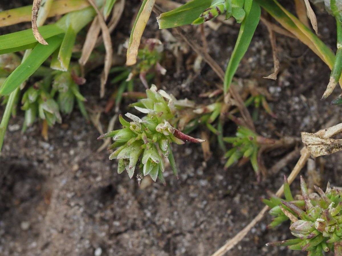 Annual Knawel Scleranthhus annuus too! Microplant season is upon us 😍. @BSBIbotany