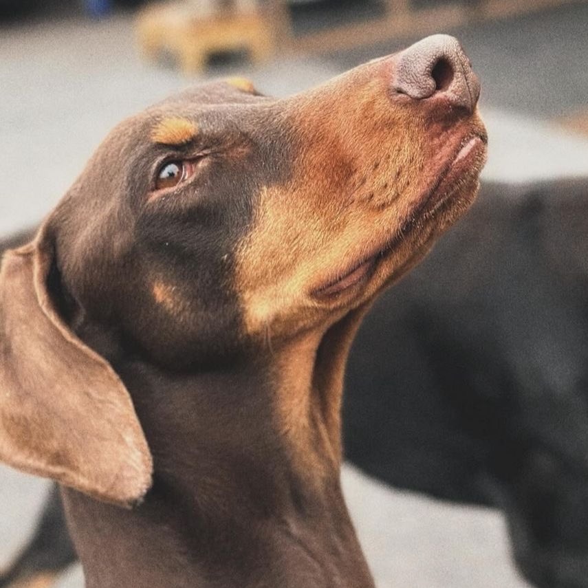 Yakışıklı Yakışıklı babanın ❤️‍🔥 oğlu 🐶