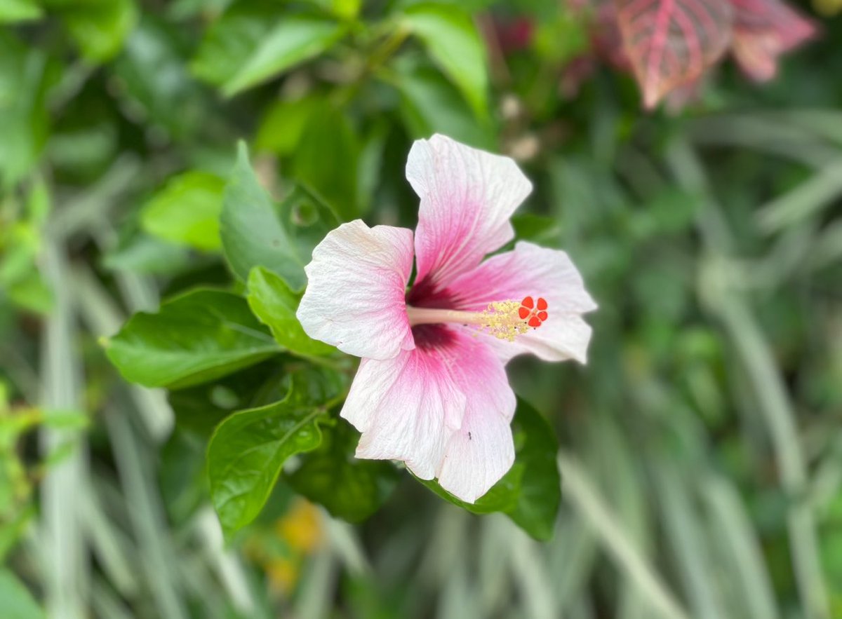 Happy Friday! Enjoy today a glimpse of #Fiji's 🇫🇯 stunning #hibiscus 🌺! Did you know that since the 1900s, breeders have shaped hibiscus hybrids like #Andersonii, blending #Fijian and #Pacific species to dazzle 🌏 worldwide? Revel in Fiji’s rich floral 💐 heritage! #fridayvibe