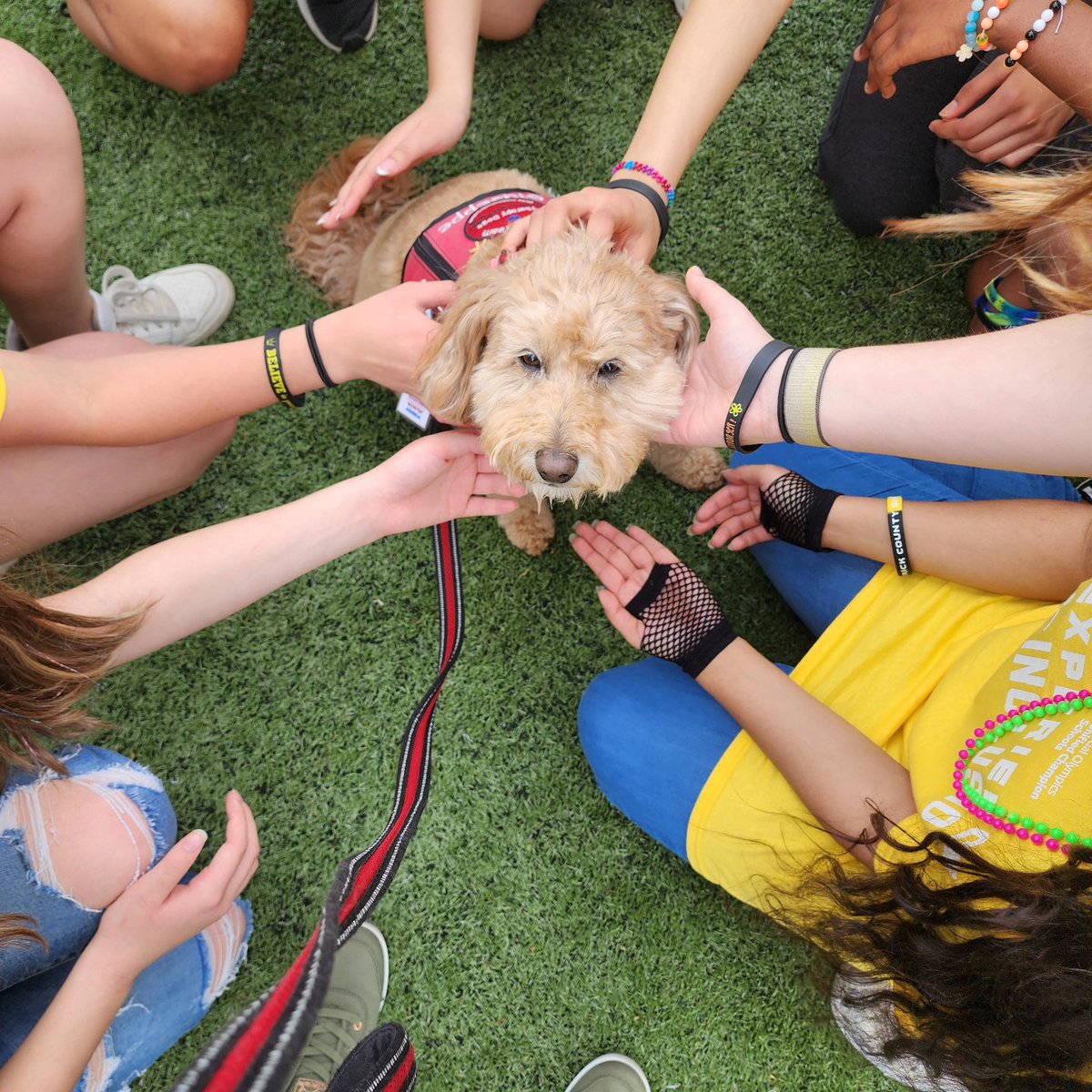 Giuseppe, Brady, Frisco, and Timber visited students participating in the MS Inclusive Education Celebration. #giuseppe #goteamtherapydogs #FCPSMARYLAND