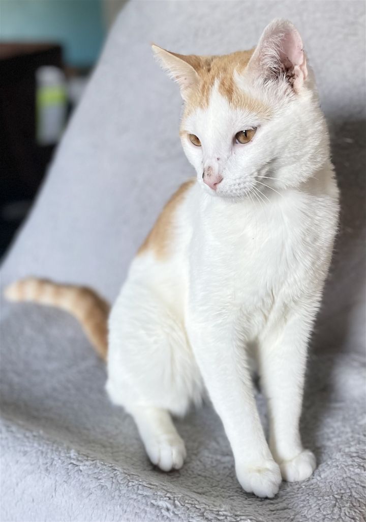 Hey how's it going? My name is Cooper. I'm about 5 years old. I am a beautiful orange and white boy and chill. I'm a really good boy who just needs somebody to love. Who's up for some buddy time? If you are, please look me up. buff.ly/4aC2Y5Z