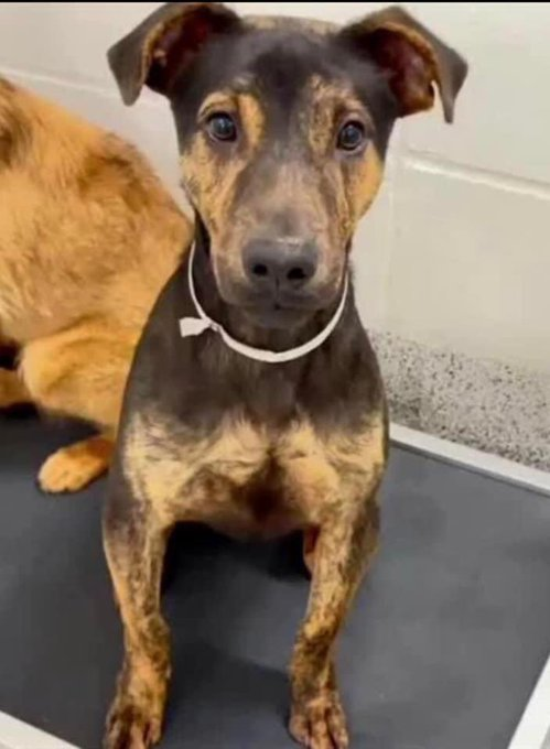 💔🔥ZAYNE HAS LESS THAN 1 DAY FOR #RESQ #ADOPTION #FOSTER #HELP 🙏🏃‍♀️ 11 Months Old & Will Die On🆘4/19😢 The🍬Pup You May Ever Meet💔Gentle Playful🥰&❤️What More Could You Want He🤤Treats🧀🍖🦴Plz #Rt #Pledge #Foster #Adopt Harris County Pets 612 Canino Rd Houston #TX #A619425