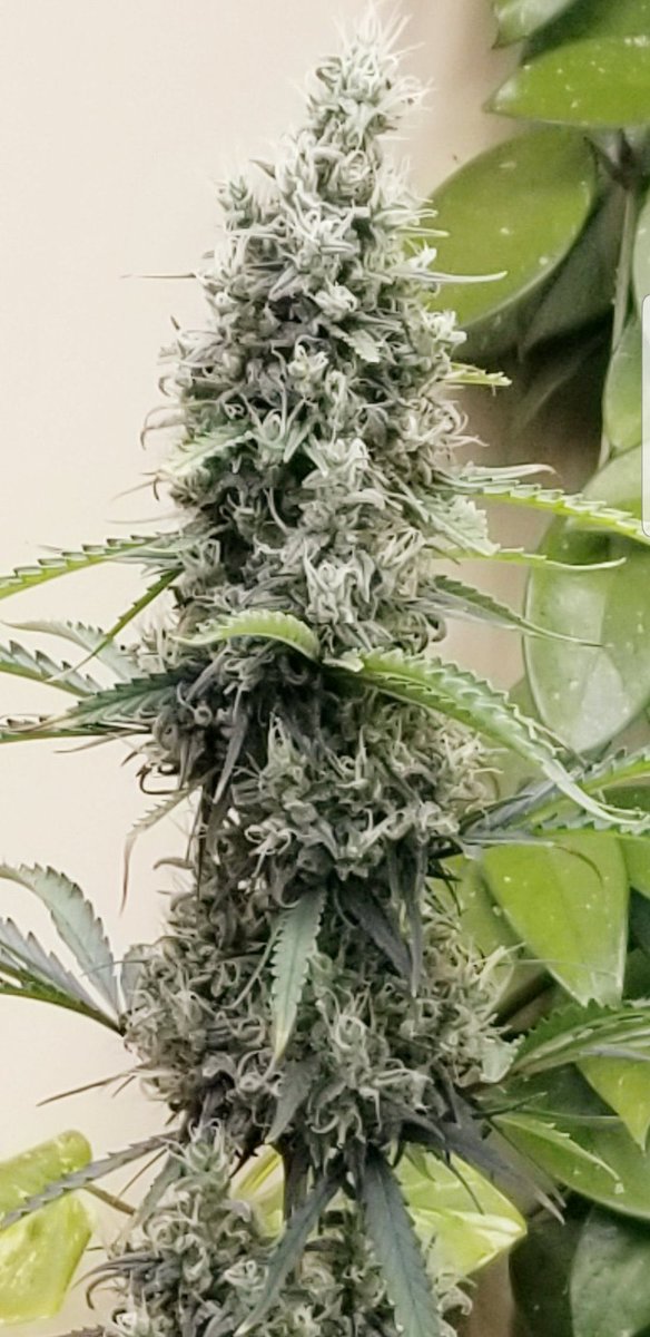 Black Maui grown by one of our own testers who killed it with a great pheno choice. If your a Hawaiian cultivar fan this one is sure to please if you love Sativas that are super psychoactive, our 79 heritage heirloom Maui Wowie crossed to a faster viet black heirloom sativa, to