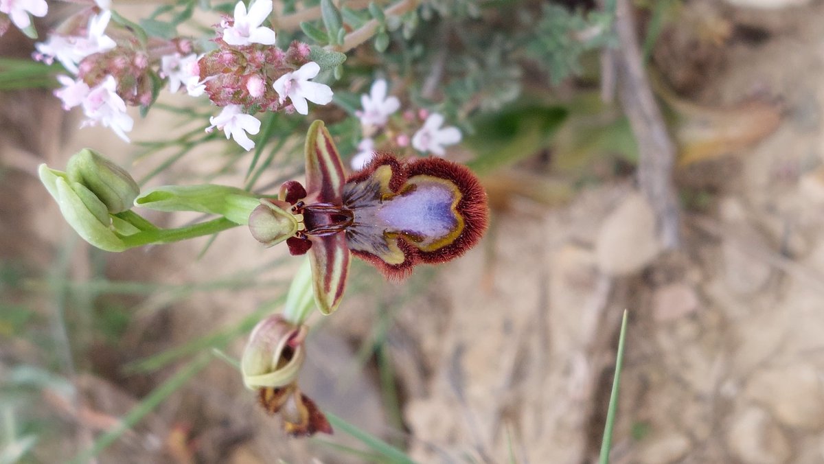 Ophrys miroir désert de Bardenas