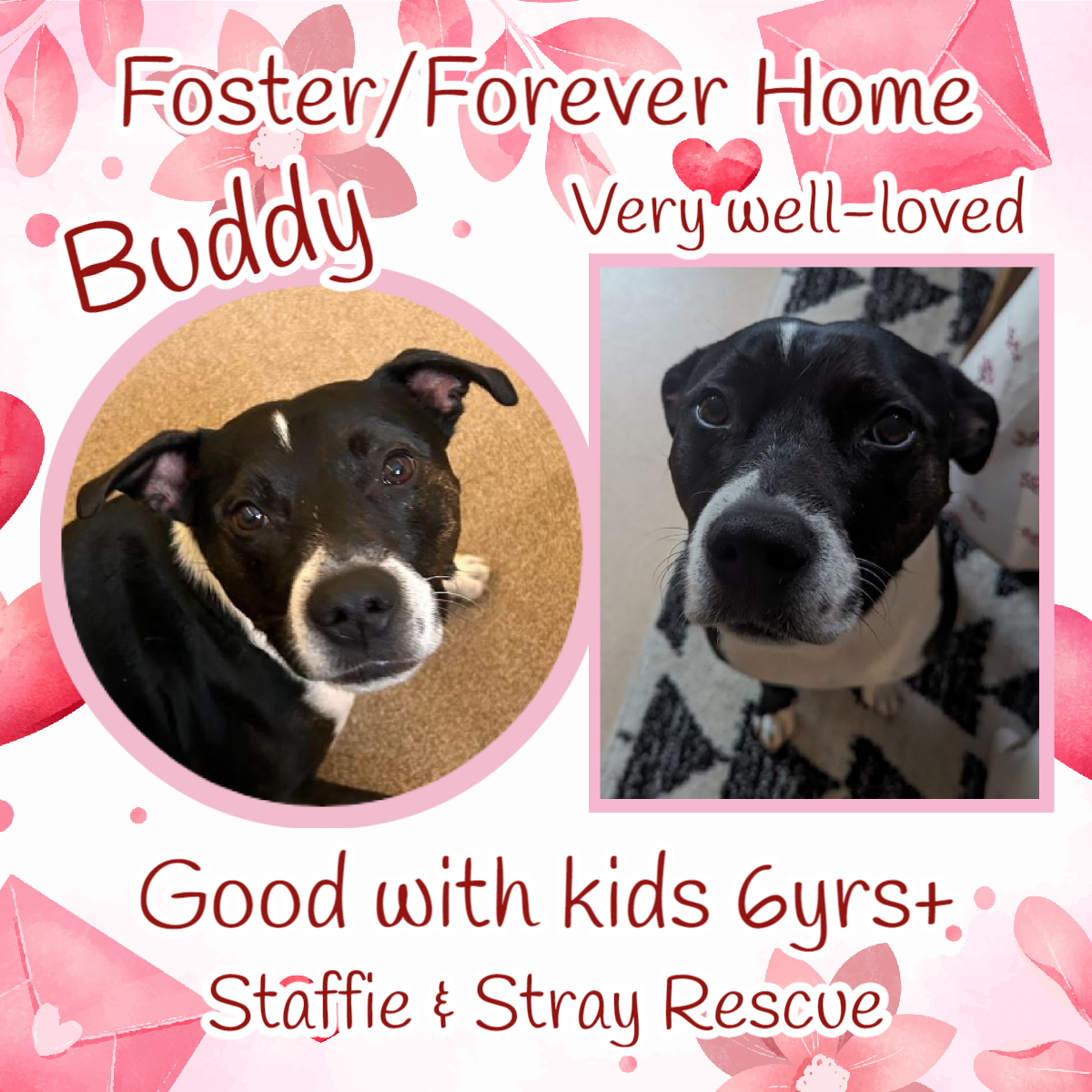 7yo BUDDY is a StaffieX looking for love & a kind home. He is full of energy & could walk for miles, he would really love to find a home that enjoys walking just as much as he does & where he can be kept occupied with mentally draining activities as he is VERY smart. Buddy is a…