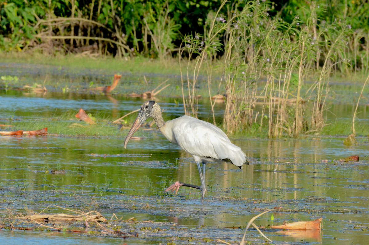 FranGam14's tweet photo. #taxojueves de #ciconiidae

Tuyuyú

En FORMOSA. https://t.co/oSkHEwLr0B