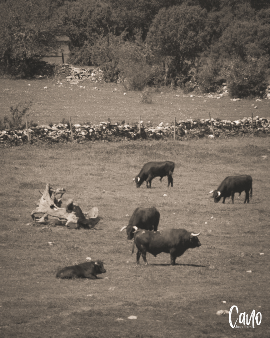 prensaDUQUE's tweet photo. #DeCampo | Por tierras castellanas, en Salamanca. En Miguel Muñoz, donde pastan los Murube de D. Ángel Sánchez y Sánchez https://t.co/jeVZ3SuZZp
