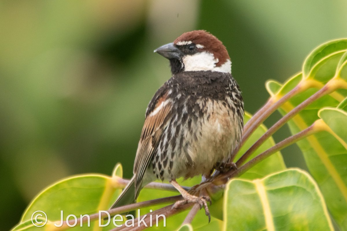 Now who is a handsome fellow? Male Spanish sparrow, Fuerteventura.