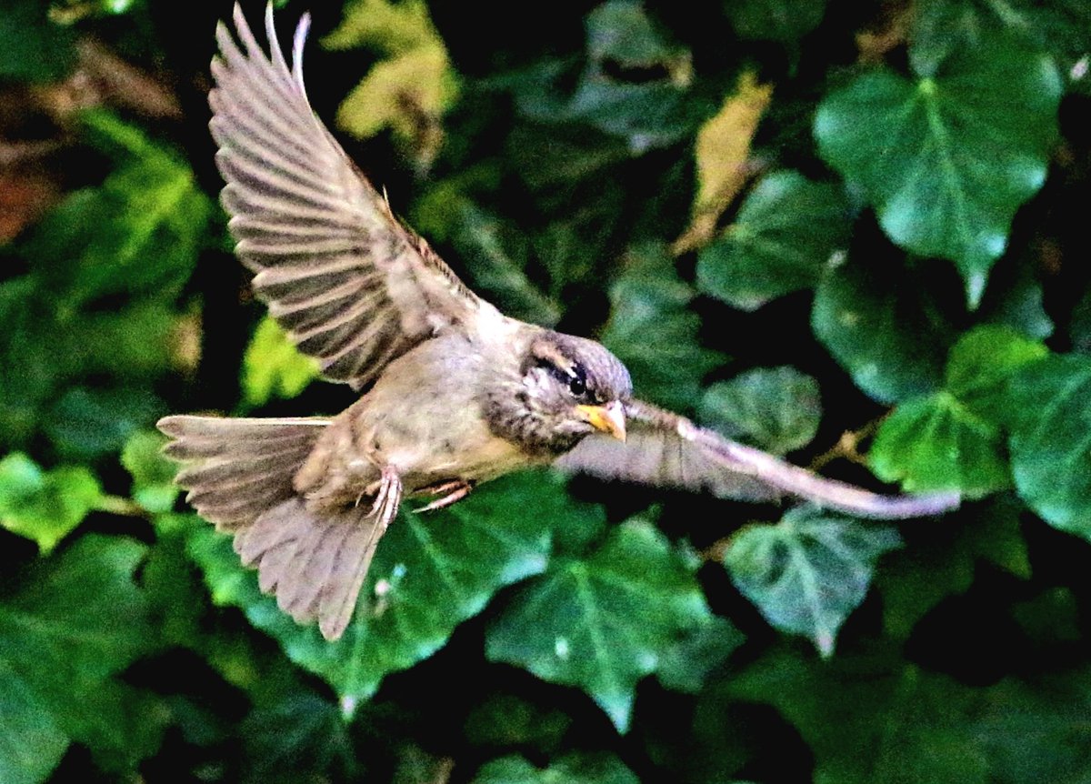 Sparrow inbound. #birds #BirdTwitter #BirdsOfTwitter #birdphotography #TwitterNaturePhotography @Natures_Voice