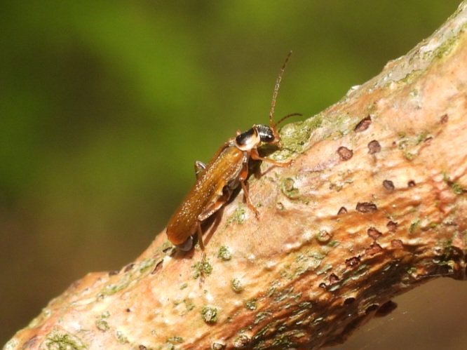 Cantharis decipiens climbing an oak branch on Beeston Common today