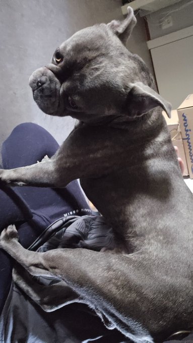 Tiny doggo in lap 🐶 https://t.co/rDTMJBLx5N