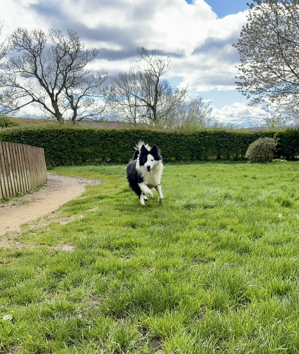 Ted is trying to make the most of the gaps in hail and rain ☔️ He’s one of our beloved sanctuary dogs and is also our most handsome sponsor dog (don’t tell the others, will you Ted 🤫). A happy, funny soul who makes the most out of life 🐾
#rescuedog #bordercollie #FOSTBC