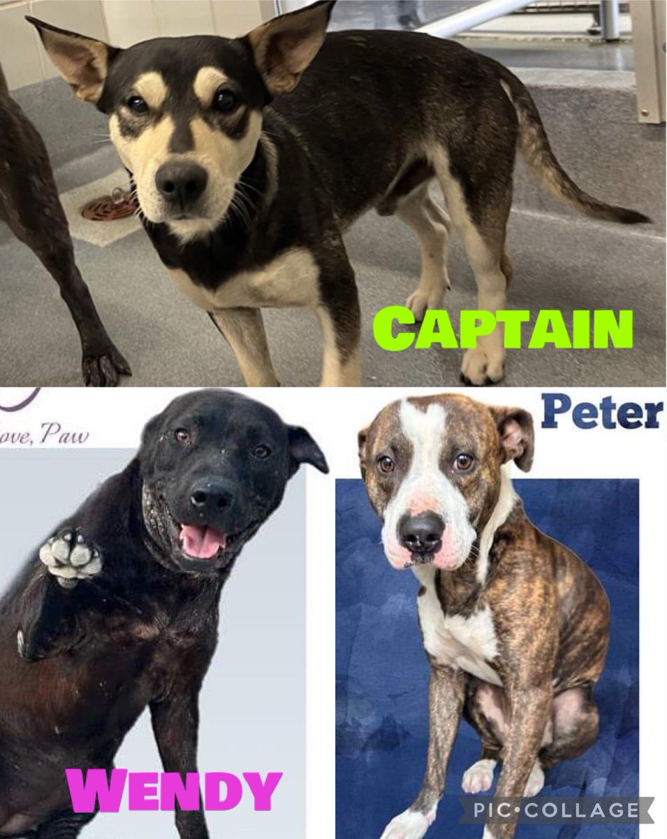 🆘 THESE BEAUTIFUL DOGS ARE TO BE KILLED TODAY 4.18 BY SA ACS #TEXAS‼️ WENDY💓#A709807 (1yo, 45lb, hw-) 🚨📝road rash with bloody discharge & pus, demodex CAPTAIN🫡#A709814 (2yo, 29lb, hw-) PETER💚#A709813 1yo, 60lb, hw- #Foster/#Adopt ☎️2102074738 #DogLovers #PledgeForRescue