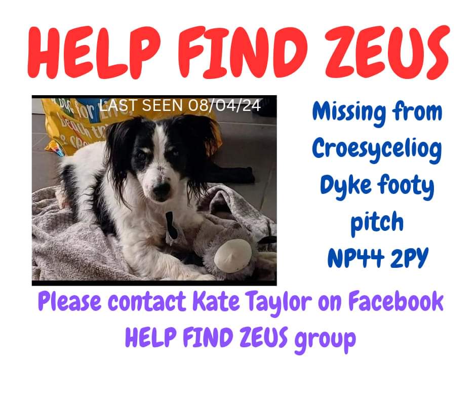 So, so many searches still ongoing for Zeus And still no sign yet 😔😔 Zeus slipped his lead while out on a walk near the Afon Lwyd in Cwmbran on 8 April. 🙏😔 Please if you do see any sign of Zeus, good or bad please get in touch asap 😭