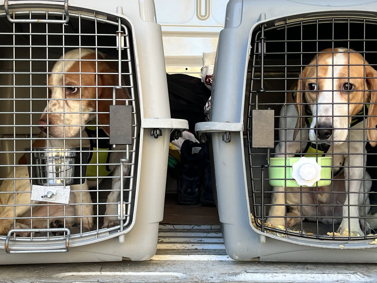 #dogsknownoborders the last leg. Kelowna to Nanaimo. Foster? thebeaglealliance.org/foster-adopt/ #labtolove #goodtroubleincanada #crueltyfree #crueltyfreecanada #onebeagleatatime #dogsknownoborders #safety #freedom #love #adoptdontshop #rescue #beaglesofinstagram #beagles #endanimaltesting