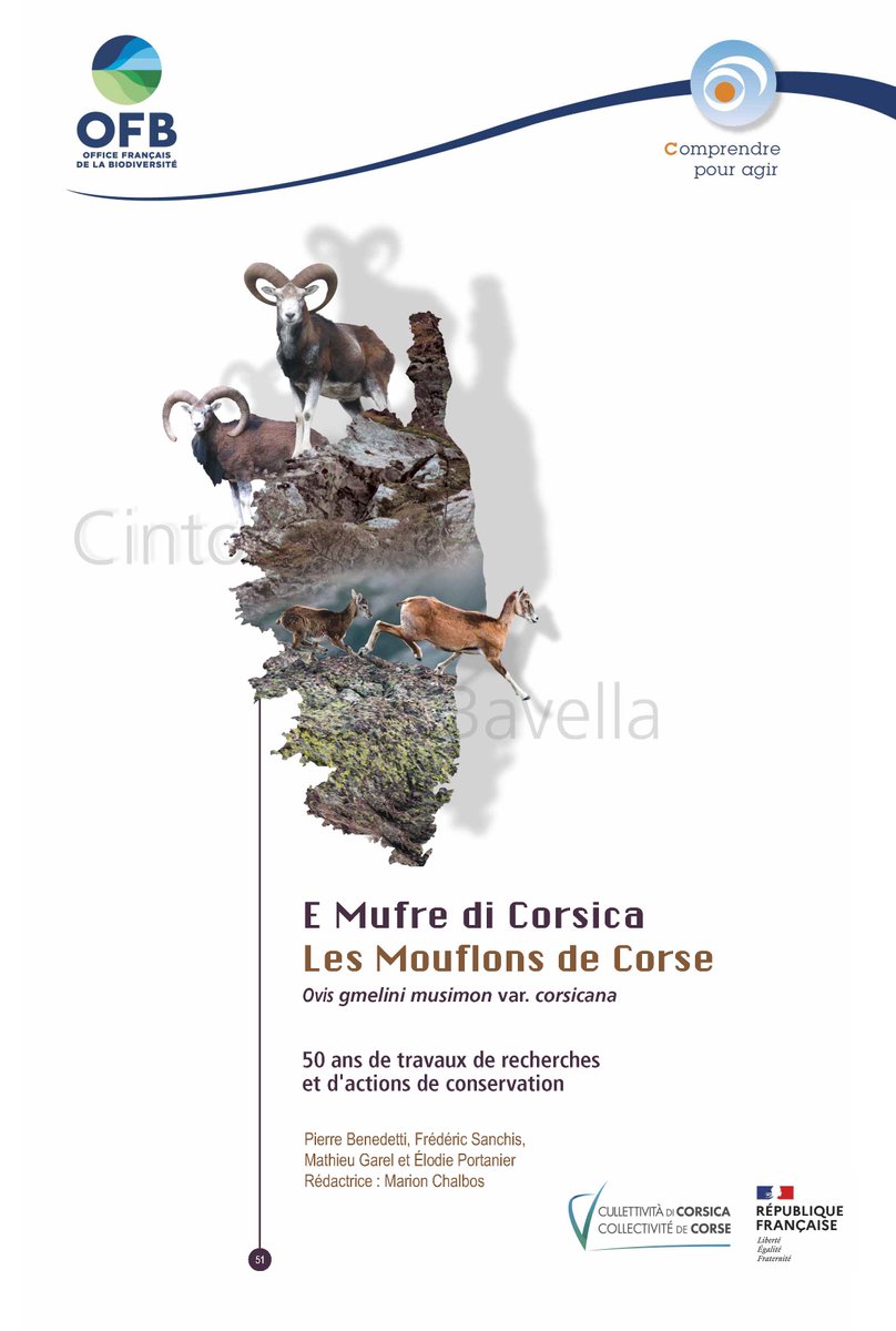 DocBiodiv's tweet photo. [Publication] E Mufre di Corsica - Les #Mouflons de #Corse  -Ovis gmelini musimon var. corsicana- 50 ans de travaux de recherches  et d'actions de #conservation Benedetti P, Sanchis F, Garel M, Portanier É. Office français de la #biodiversité Coll. Comprendre pour agir 252p. 2024 https://t.co/OxVXovrQJE