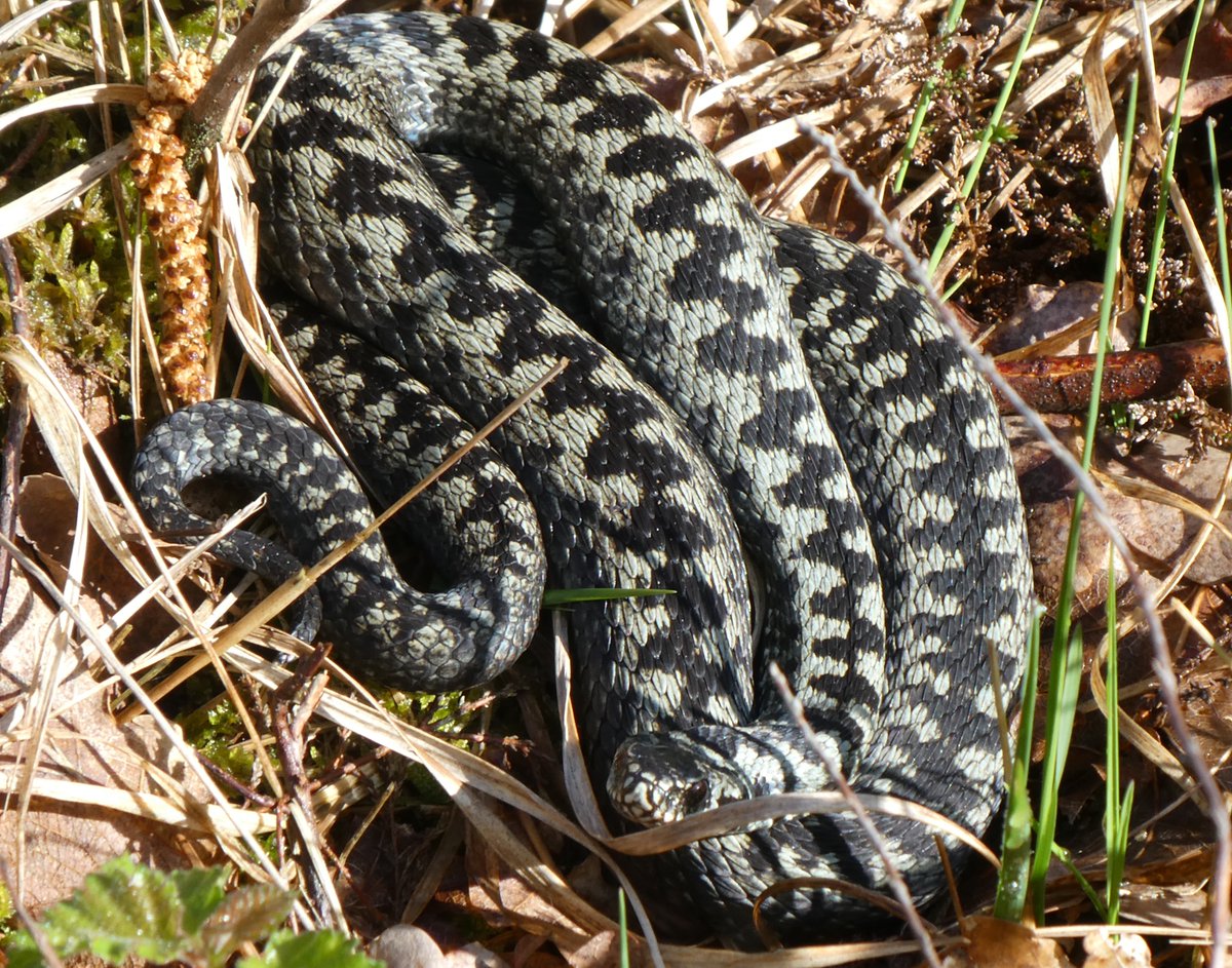 deNatuurRanger's tweet photo. #adder prachtige man #Bargerveen vanochtend! kwam iets omhoog alhoewel ik op afstand bleef (en gelukkig maar, ze blijven imposant) @RAVON @staatsbosbeheer #drenthe #hoogveen https://t.co/VaJCbcKR5Q