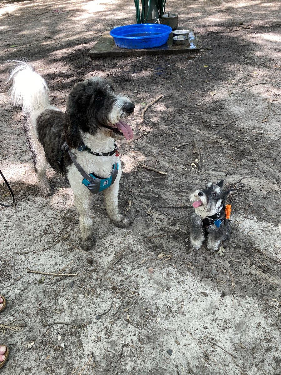 ⁦@creek_moose⁩ & Rocky. When I was looking for #TBT I found this of Lexie and her admiring her handsome pal Moose…swoon 🐾💕🐾🥰