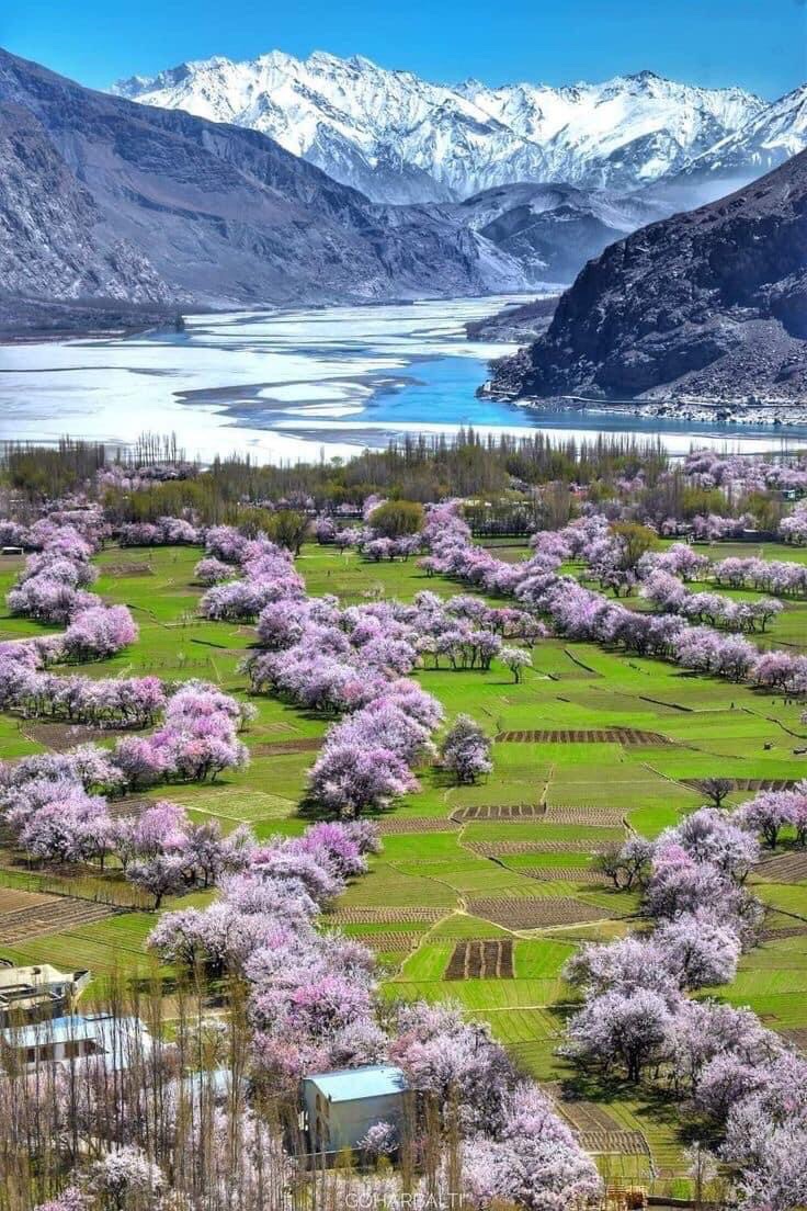FascinatingPK's tweet photo. Spring Blossom in Gilgit Baltistan

#fascinatingpk #pakistan https://t.co/FKul9u40Hn