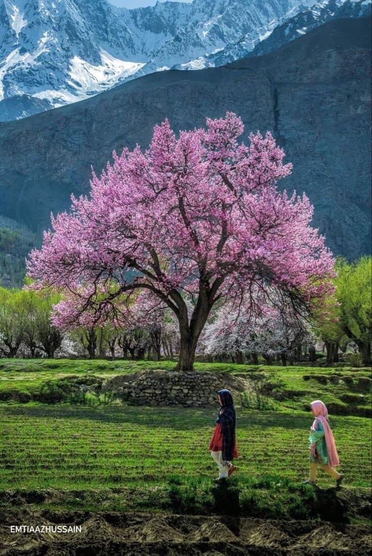 FascinatingPK's tweet photo. Spring Blossom in Gilgit Baltistan

#fascinatingpk #pakistan https://t.co/FKul9u40Hn