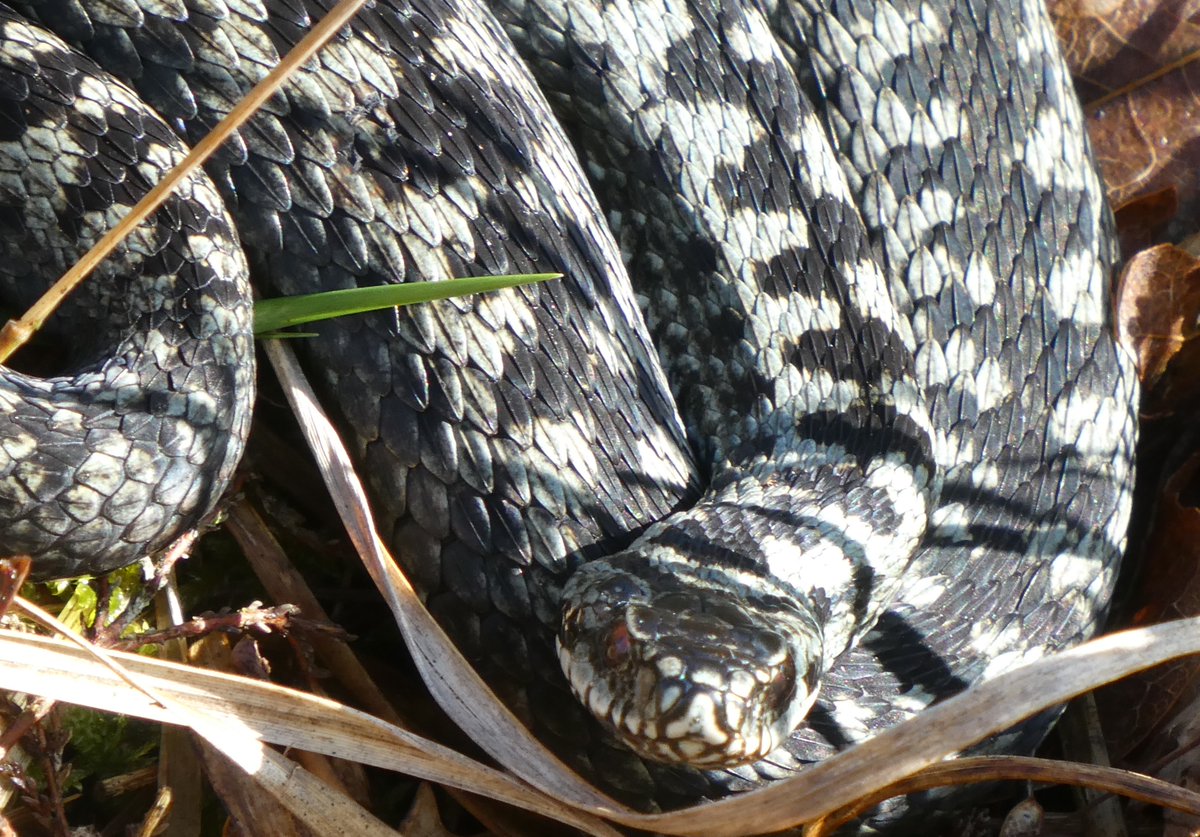 #adder prachtige man #Bargerveen vanochtend! kwam iets omhoog alhoewel ik op afstand bleef (en gelukkig maar, ze blijven imposant) <a href="/RAVON/">RAVON</a> <a href="/staatsbosbeheer/">Staatsbosbeheer</a> #drenthe #hoogveen