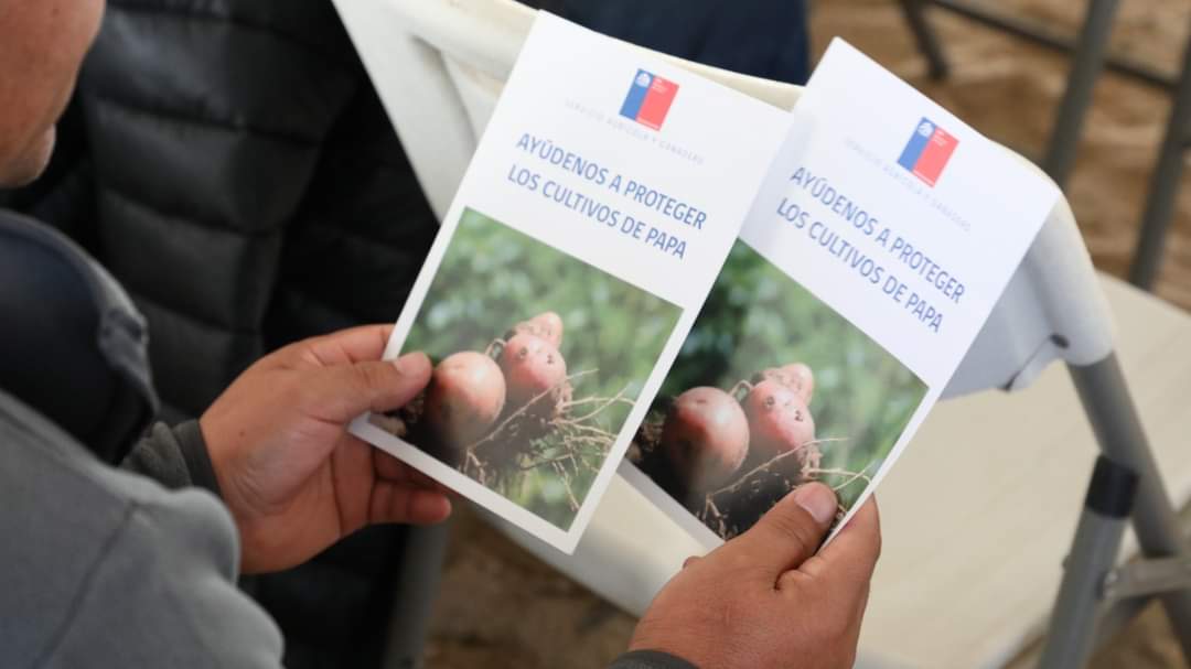 Productores/as de papa de #Tirúa participaron en Seminario sobre aspectos de importancia para el cultivo de papa para semilla y consumo organizado por @sagchile #Biobío en conjunto con @INDAP_Chile y la municipalidad de Tirúa.