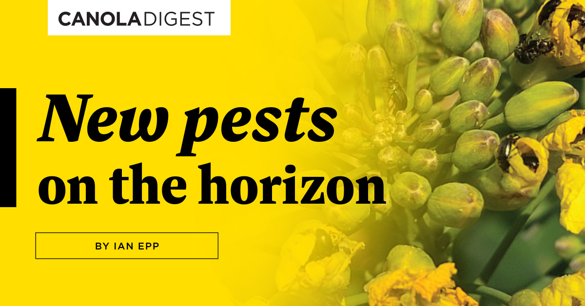 What does the future hold for pests we already see on the Prairies? What about pests in other #canola growing regions around the world? The CCC recently published a paper on this, outlining ‘new pests on the horizon’. Read more in Canola Digest: canoladigest.ca/march-2024/new…