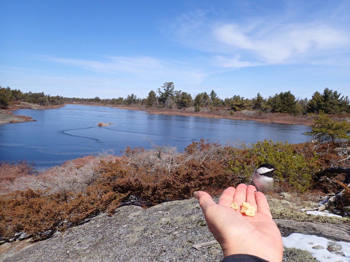 BRITTSAILOR's tweet photo. @tomlin_bruce Beaver pond - Georgian Bay Ont. Canada https://t.co/VNUiPBdYQX