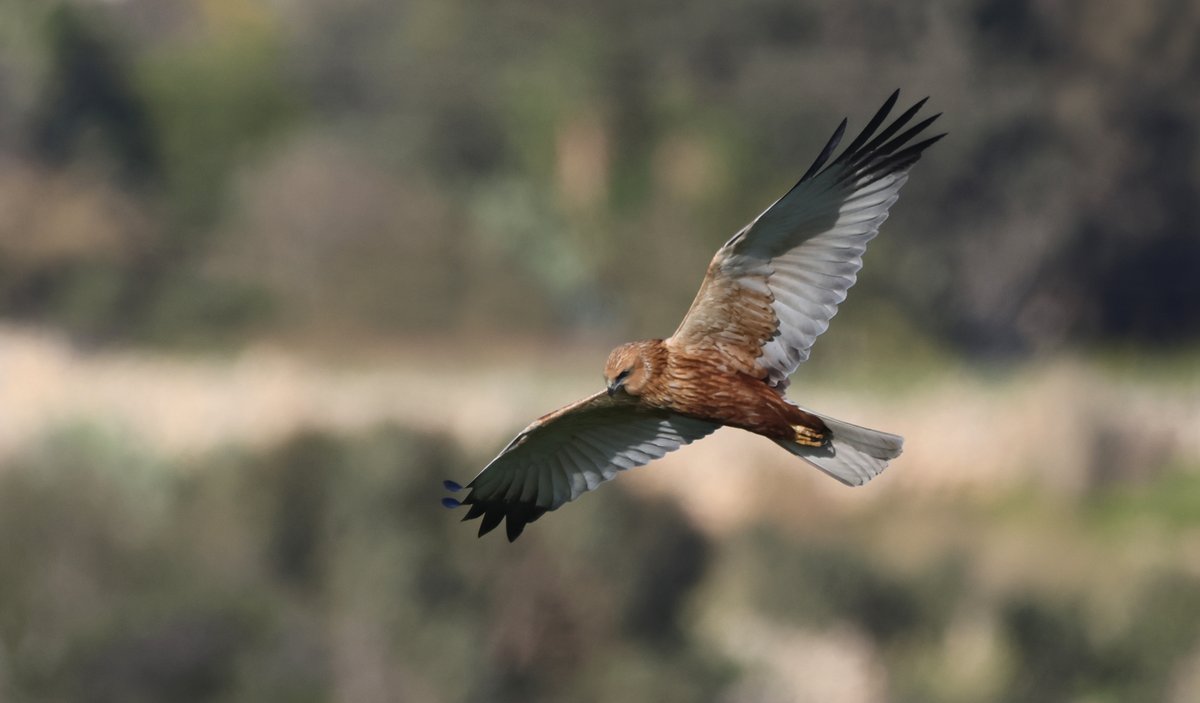 The targeting and collecting of #MarshHarriers for taxidermy collections during the spring migration is still in fashion, with young hunters aspiring to amass their own bird collections following transfers authorised by the Wild Birds Regulation Unit (WBRU). In the latest case