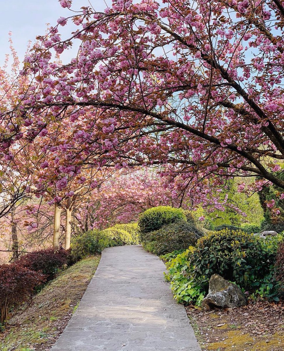 🌸Appuntamento il 20 e 21 aprile all' #OrtoBotanico di #Roma per ammirare il fenomeno dell' #Hanami ed esplorare il bellissimo giardino giapponese: visitlazio.com/eventi-lazio/h… 📷 Ig il_poggius #VisitLazio #LazioIsMe #LazioEternaScoperta