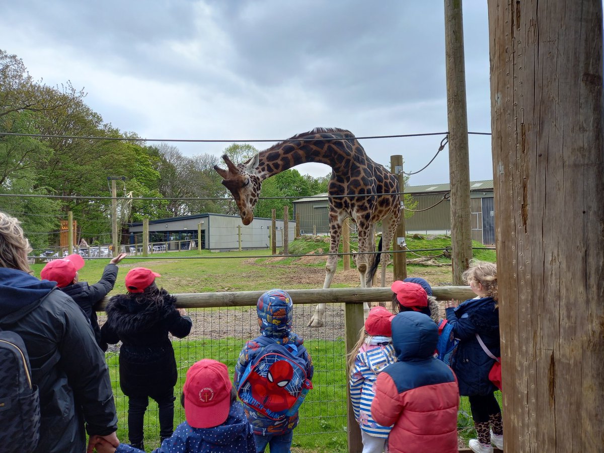 olvschool's tweet photo. We loved meeting Jambo! We were amazed by long neck! #bestdaysoftheirlives @YorkshireWP @bcw_cat #OLVscience @OLVGeog https://t.co/f28hkXHfoi